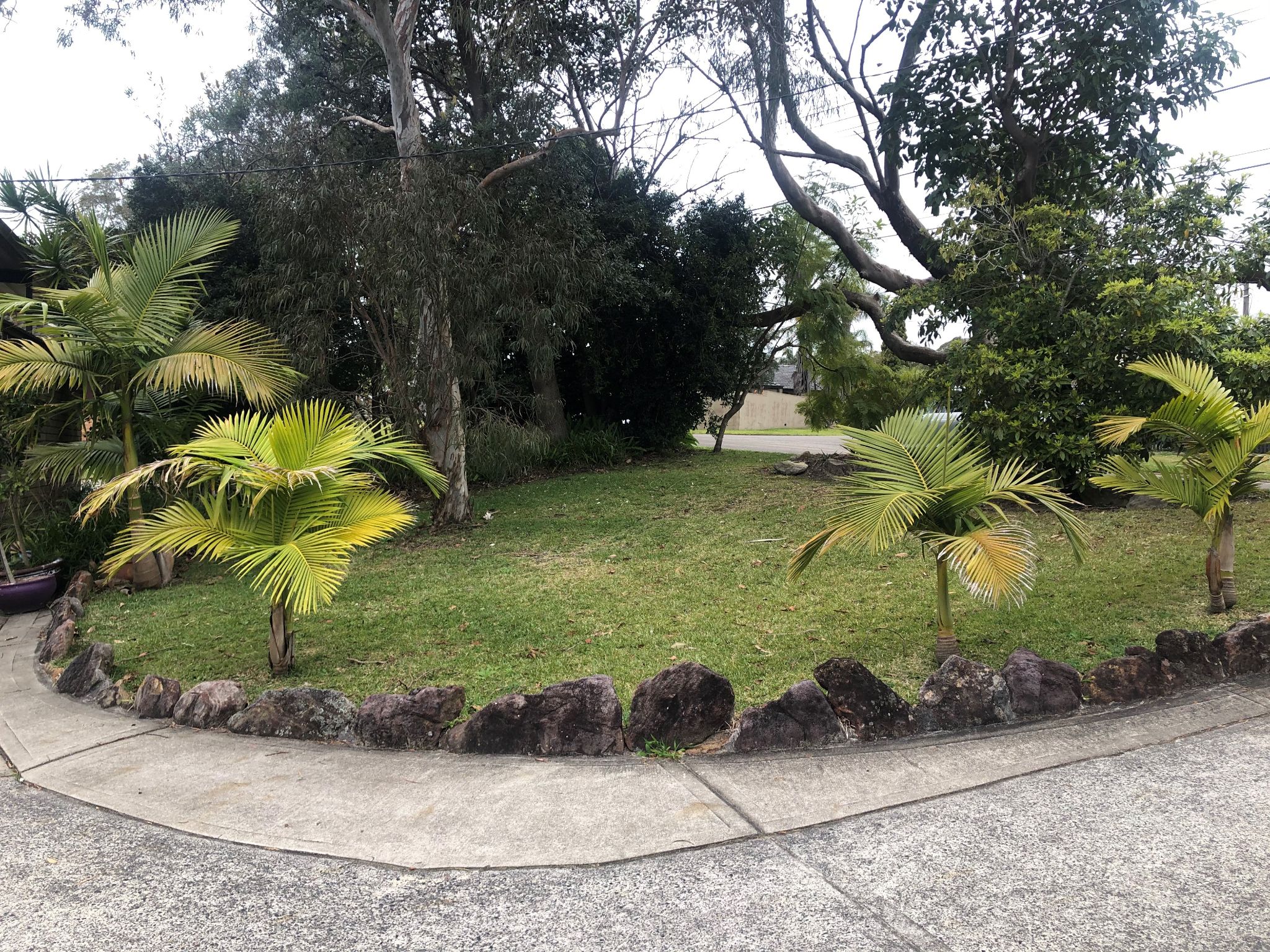 Yarrabin Belrose front yard 7 8.20