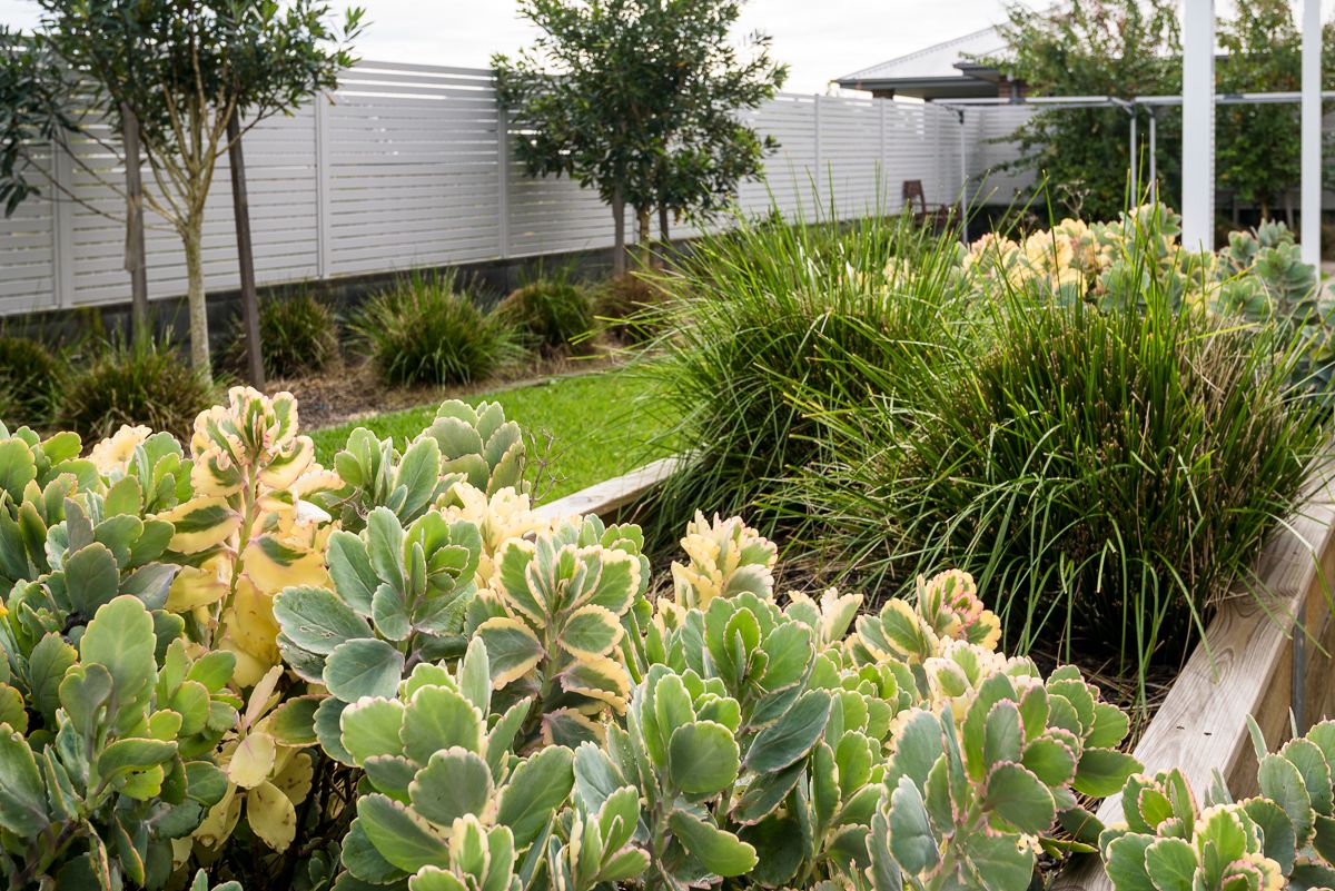 SILL038 LR-fletcher-backyard2