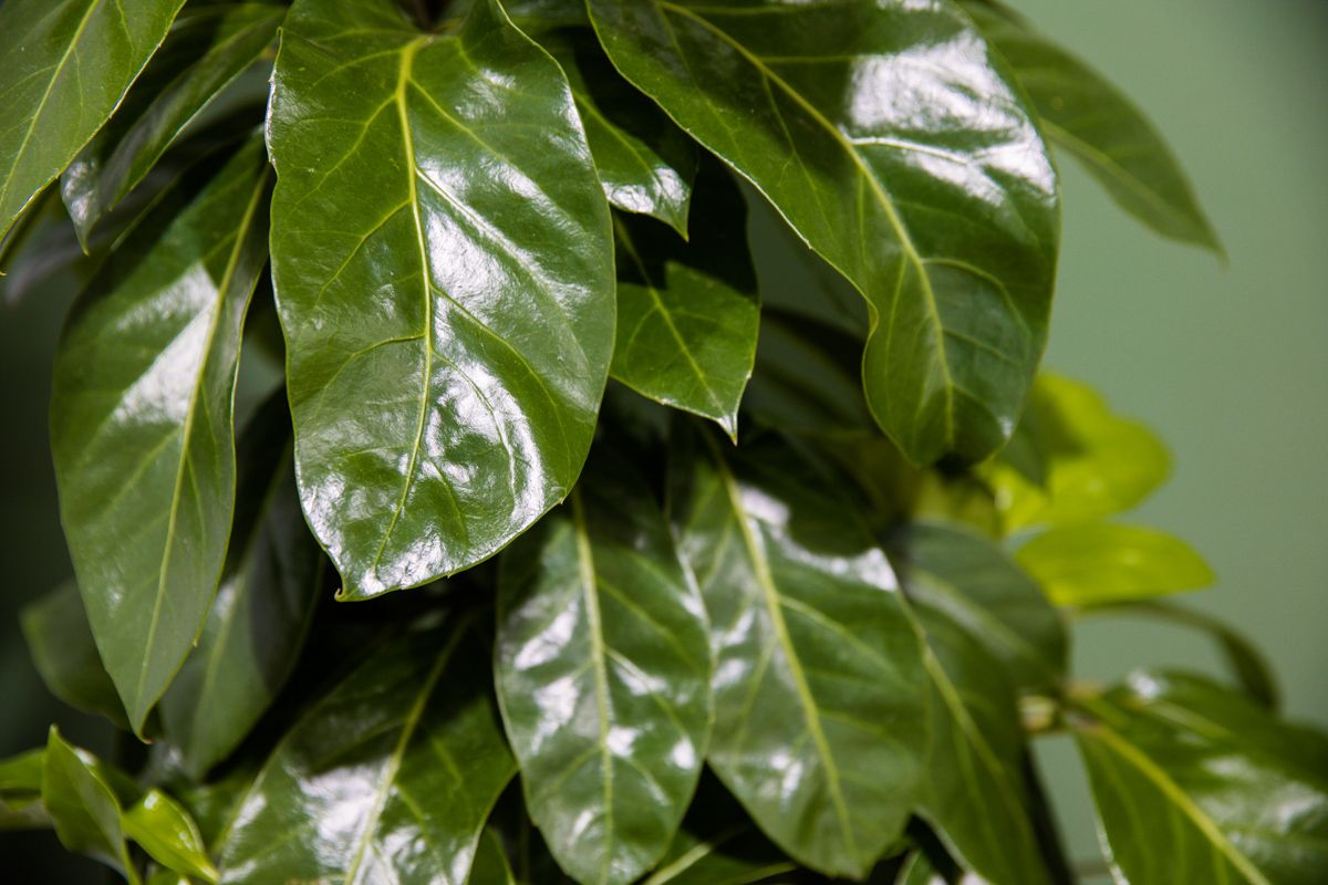 SIL003 LR_Claireville-Villa 4-10