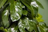 SIL003 LR_Claireville-Villa 4-10